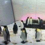 Melbourne Aquarium: Penguin
