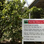 Red Hill Cherry Farm